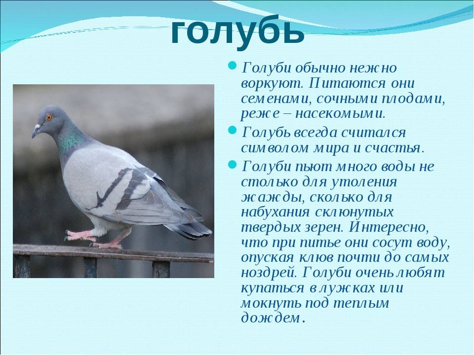 Толкование примет и суеверий про голубей