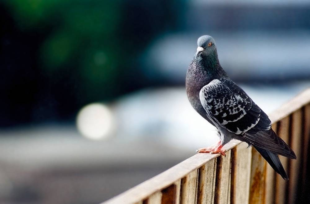 Приметы про голубей: к чему прилетает, нагадил на голову, сбить на машине